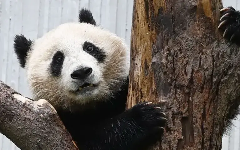 Gdzie żyją pandy? Odkryj ich królestwo w Chinach i Europie!